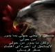الصورة الرمزية صقرقريش